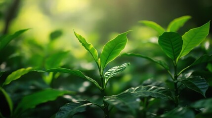 Fototapeta premium Observe Young Plant In Field With Intense Light and Agriculture Concept