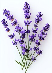 Naklejka premium Close-up of vibrant purple lavender flowers arranged on a white background showcasing delicate petals and green stems