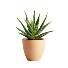 Aloe vera plant in a clay pot, small indoor plant isolated on transparent or white background. A high resolution PNG image of Aloe vera plant in a clay pot, small indoor plant.