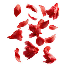 Fototapeta premium Flying red petals in the air, beautiful floral levitation isolated on transparent or white background. A high resolution PNG image of Flying red petals in the air, beautiful floral.