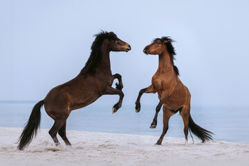 Two Wild Horses Fighting on the Beach