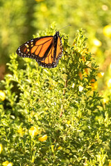 Una preciosa y elegante Mariposa Monarca 