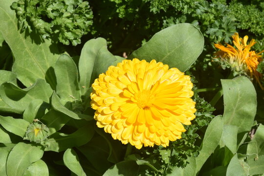 Os vinhos e vinhedos de Mendon&ccedil;a, Argentina.