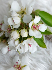 white flowers on a white background