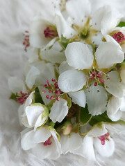 white flowers on a white