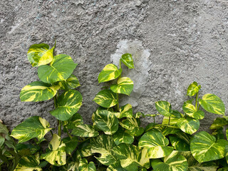 Philodendron plants climb on a rough gray kamprot cement wall. Philodendron is a plant that is often found in tropical forests such as in Indonesia. empty area for natural theme design © Fatur