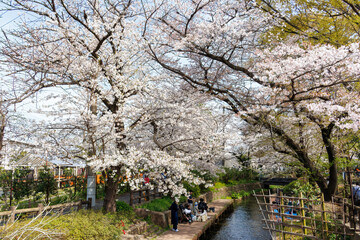 二ヶ領用水桜まつり。
用水沿いで満開に咲く美しいソメイヨシノ（桜・バラ科）
川岸でお花見宴会をする人々や
撮影する観光客もたくさんいる。
二ヶ領用水中原区川崎市神奈川県-2025
