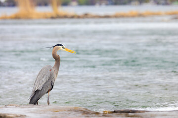 Great Blue Heron Standing Poised at River’s Edge Under Soft Spring Light