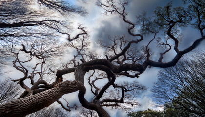 twisted tree branches reach toward cloudy sky