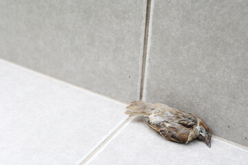タイル上に落下したスズメの死骸