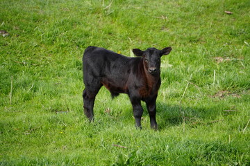 black calf in the grass