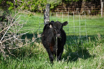 Fototapeta premium cow on the grass