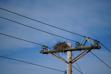 power lines in the sky