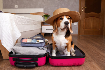  Beagle dog in straw hat sits in suitcase in bedroom or hotel room.
