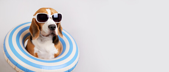 Cute beagle dog wearing sunglasses and a swimming ring