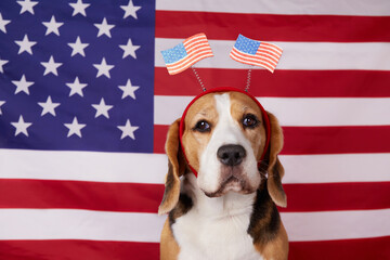 Cute beagle dog with a decoration on his head with an American flag.