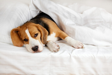 The Beagle dog is lying on a pillow on the bed under a blanket .
