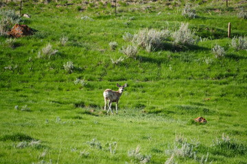 herd of deer