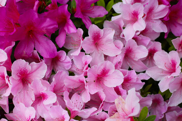 Pink and white azalea flowers blooming beautifully along a pedestrian sidewalk in Tokyo, Japan