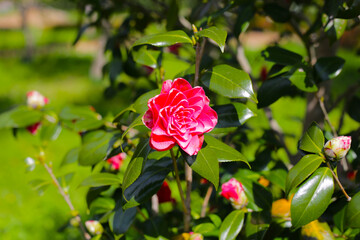 Beautiful camellia flower on tree. The Expo 70 Commemorative Park, Osaka, Japan