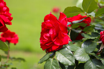 Obraz premium Red roses in full bloom at the Japan Rose Garden.