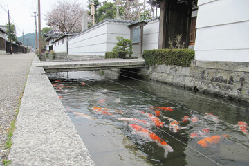 日本：五箇荘の金堂地区／近江商人屋敷の町並みの鯉が泳ぐ川／滋賀県東近江市