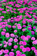 Blooming zinnia flowers in the field