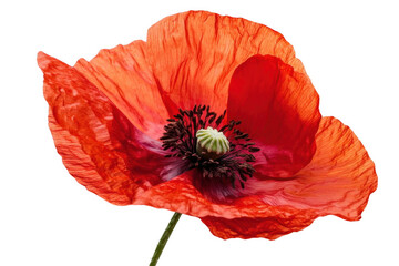 Reveal The Vibrant Beauty Of A Red Poppy With Grace And Floral Elegance