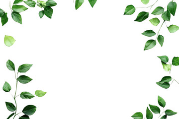 Green Leaf Frame Background, Fresh Plant Frame and Elegant Nature Theme