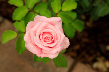 Pink Rose
