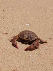 crab on the sand