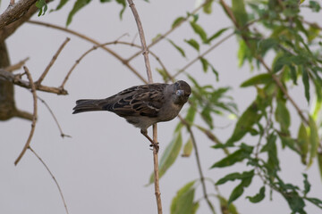 Curious Sparrow on a Branch