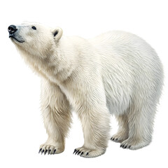 Majestic Polar Bear Image on transparent background