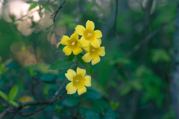 Fragrant blossoms of the Evening trumpetflower vine in an East Texas forest.