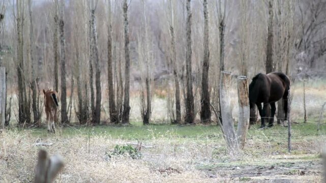 Young Horse and Mother Grazing in a Rural Area Near Chos Malal, Neuquen Province, Argentina