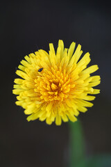 yellow dandelion flower