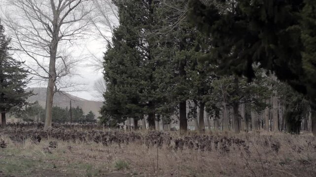 Rural Scene With Birds Flying Over a Forested Area Near Chos Malal, Patagonia, Argentina