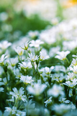 Close-Up of Blooming White Flowers in a Lush Green Natural Setting