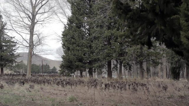Flocks of Birds Flying Over Trees in a Rural Landscape Near Chos Malal, a Patagonian Town in Neuquen Province, Argentina