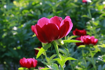 Radiant Red Peony Bloom in Sunlight with Lush Green Background