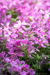 Fototapeta premium Abundant Pink Flowers Blooming in a Vibrant Summer Garden