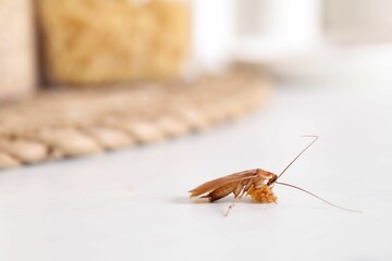 Cockroach with food crumb on white table