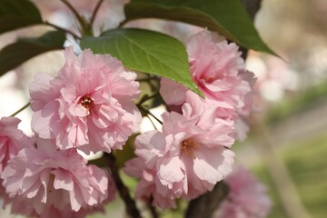 Fototapeta premium Beautiful blossoming sakura tree with pink flowers, closeup