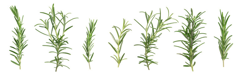 Fresh aromatic rosemary isolated on white, collage