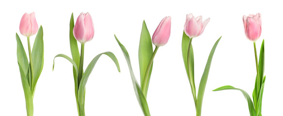 Beautiful pink tulip flowers on white background, set
