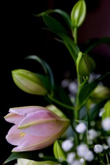 pink and white lily on the black background 