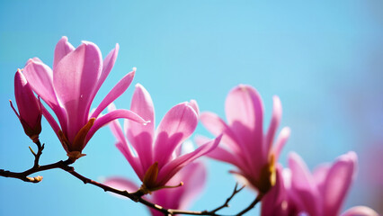 Fototapeta premium Pink magnolia flowers bloom on tree branches with a clear blue sky background. Ideal for spring, nature, and floral themes in web or print projects.