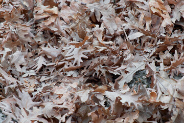 Fallen leaves on the ground
