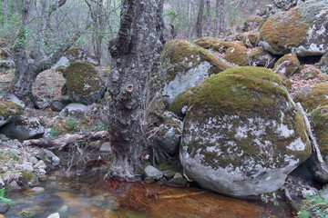 Tree trunk with stones and vegetation