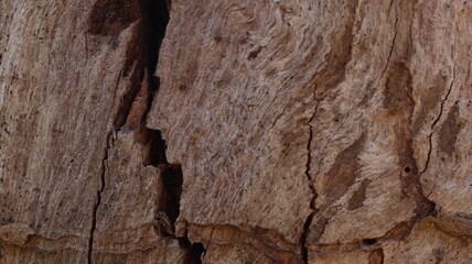 Cracked tree bark texture in earthy tones, suitable for rugged backgrounds, survival themes, or outdoor gear branding.